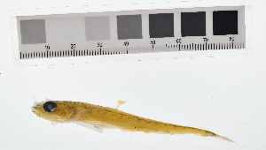  ( - KUT 1139)  @11 [ ] CreativeCommons - Attribution (2025) Unspecified University of Kansas, Biodiversity Institute