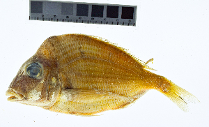  (Stenotomus caprinus - KUT 5081)  @11 [ ] CreativeCommons - Attribution (2025) Unspecified University of Kansas, Biodiversity Institute