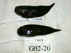  (Cirripectes polyzona - KUT 4315)  @11 [ ] CreativeCommons - Attribution (2025) Unspecified University of Kansas, Biodiversity Institute