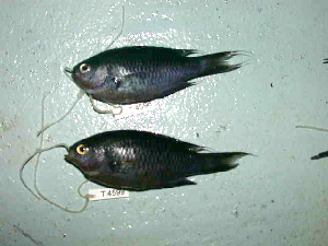  (Neopomacentrus metallicus - KUT 4599)  @11 [ ] CreativeCommons - Attribution (2025) Unspecified University of Kansas, Biodiversity Institute