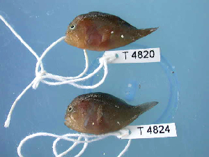  ( - KUT 4824)  @11 [ ] CreativeCommons - Attribution (2025) Unspecified University of Kansas, Biodiversity Institute