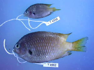  ( - KUT 4862)  @11 [ ] CreativeCommons - Attribution (2025) Unspecified University of Kansas, Biodiversity Institute