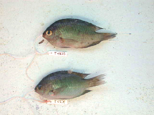  (Pomacentrus callainus - KUT 4901)  @11 [ ] CreativeCommons - Attribution (2025) Unspecified University of Kansas, Biodiversity Institute