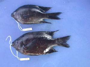  (Neoglyphidodon carlsoni - KUT 4939)  @11 [ ] CreativeCommons - Attribution (2025) Unspecified University of Kansas, Biodiversity Institute