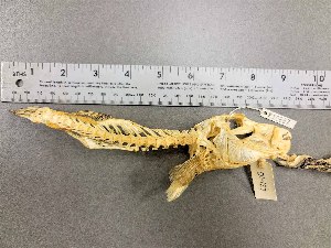  ( - KUT 5432)  @11 [ ] CreativeCommons - Attribution (2025) Unspecified University of Kansas, Biodiversity Institute