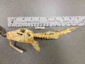  ( - KUT 5432)  @11 [ ] CreativeCommons - Attribution (2025) Unspecified University of Kansas, Biodiversity Institute