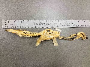  ( - KUT 5432)  @11 [ ] CreativeCommons - Attribution (2025) Unspecified University of Kansas, Biodiversity Institute