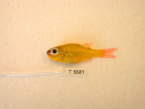  (Ostorhinchus luteus - KUT 5581)  @11 [ ] CreativeCommons - Attribution (2025) Unspecified University of Kansas, Biodiversity Institute