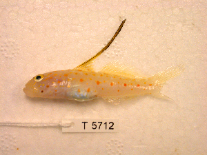  (Ctenogobiops tangaroai - KUT 5712)  @11 [ ] CreativeCommons - Attribution (2025) Unspecified University of Kansas, Biodiversity Institute