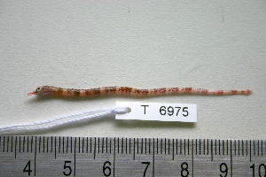  ( - KUT 6975)  @11 [ ] CreativeCommons - Attribution (2025) Unspecified University of Kansas, Biodiversity Institute