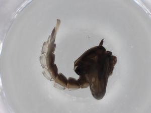  ( - BIOUG75662-B10)  @11 [ ] CreativeCommons - Attribution (2022) Centre for Biodiversity Genomics Centre for Biodiversity Genomics