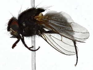  ( - BIOUG89992-D01)  @11 [ ] CreativeCommons - Attribution (2022) CBG Photography Group Centre for Biodiversity Genomics