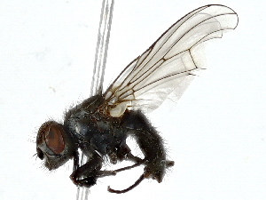  ( - BIOUG89995-D04)  @11 [ ] CreativeCommons - Attribution (2022) CBG Photography Group Centre for Biodiversity Genomics