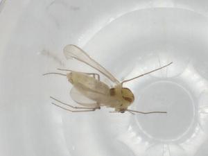  ( - BIOUG91076-C06)  @11 [ ] CreativeCommons - Attribution (2022) Centre for Biodiversity Genomics Centre for Biodiversity Genomics