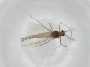  ( - BIOUG91078-B05)  @11 [ ] CreativeCommons - Attribution (2022) Centre for Biodiversity Genomics Centre for Biodiversity Genomics