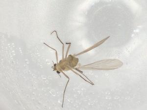  ( - BIOUG93859-E11)  @11 [ ] CreativeCommons - Attribution (2022) Centre for Biodiversity Genomics Centre for Biodiversity Genomics