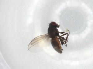  ( - BIOUG93864-E08)  @11 [ ] CreativeCommons - Attribution (2022) Centre for Biodiversity Genomics Centre for Biodiversity Genomics