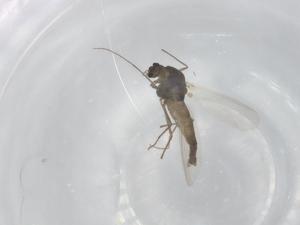  ( - BIOUG93864-H03)  @11 [ ] CreativeCommons - Attribution (2022) Centre for Biodiversity Genomics Centre for Biodiversity Genomics