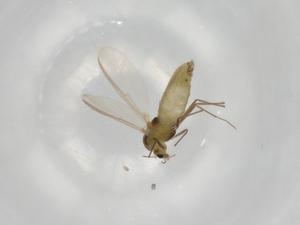  ( - BIOUG93865-D08)  @11 [ ] CreativeCommons - Attribution (2022) Centre for Biodiversity Genomics Centre for Biodiversity Genomics