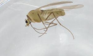  ( - BIOUG93873-F01)  @11 [ ] CreativeCommons - Attribution (2022) Centre for Biodiversity Genomics Centre for Biodiversity Genomics