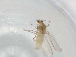  ( - BIOUG95954-C02)  @11 [ ] CreativeCommons - Attribution (2023) Centre for Biodiversity Genomics Centre for Biodiversity Genomics