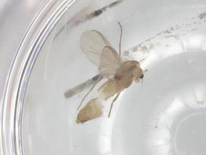  ( - BIOUG95961-H04)  @11 [ ] CreativeCommons - Attribution (2023) Centre for Biodiversity Genomics Centre for Biodiversity Genomics