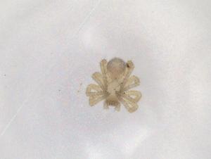  ( - BIOUG95979-A03)  @11 [ ] CreativeCommons - Attribution (2023) Centre for Biodiversity Genomics Centre for Biodiversity Genomics