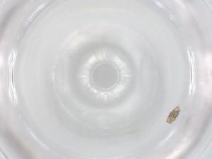  ( - BIOUG95979-F02)  @11 [ ] CreativeCommons - Attribution (2023) Centre for Biodiversity Genomics Centre for Biodiversity Genomics