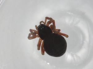  ( - BIOUG95988-H08)  @11 [ ] CreativeCommons - Attribution (2023) Centre for Biodiversity Genomics Centre for Biodiversity Genomics