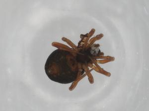  ( - BIOUG95990-H02)  @11 [ ] CreativeCommons - Attribution (2023) Centre for Biodiversity Genomics Centre for Biodiversity Genomics