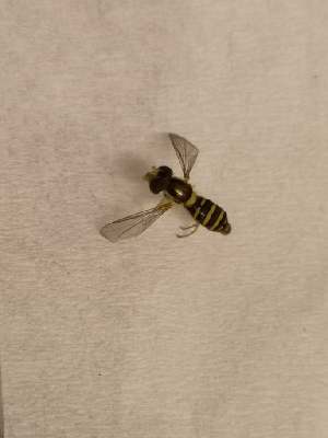  ( - IBOL Kurs2021-EH1)  @11 [ ] copyright (2018) Univers. of Bergen, Natural History Collection Univers. of Bergen, Natural History Collection