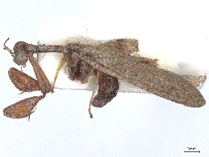  ( - CBG-A58179-H06)  @11 [ ] CreativeCommons - Attribution Share - Alike (2025) CBG Photography Group Centre for Biodiversity Genomics