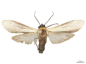  (Lymire albipennis - CBG-A58677-C01)  @11 [ ] CreativeCommons - Attribution (2025) CBG Photography Group Centre for Biodiversity Genomics