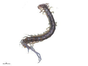  ( - CBG-B18111-B01)  @11 [ ] CreativeCommons - Attribution Share - Alike (2025) CBG Photography Group Centre for Biodiversity Genomics