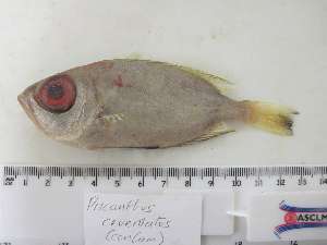  ( - TM11-375)  @11 [ ] CreativeCommons - Attribution Non-Commercial Share-Alike (2011) SAIAB SAIAB