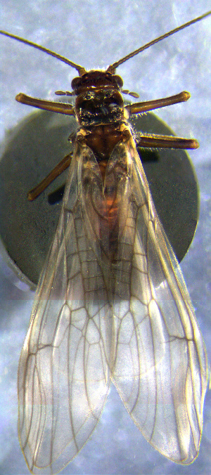  ( - INHS-1524041)  @11 [ ] nrr (2023) Unspecified Illinois Natural History Survey