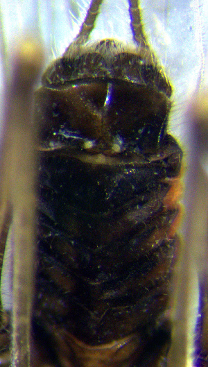  ( - INHS-1524041)  @11 [ ] nrr (2023) Unspecified Illinois Natural History Survey