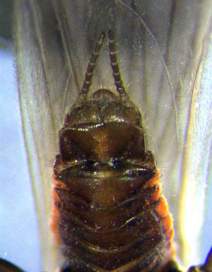  ( - INHS-1524043)  @11 [ ] nrr (2023) Unspecified Illinois Natural History Survey
