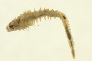  (Terebellides sp. CMC02 - TBLABR-041)  @12 [ ] CreativeCommons - Attribution (2009) CBG Photography Group Centre for Biodiversity Genomics