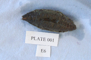  (Aphrodita refulgida - MTI-SCCWRP-00054)  @11 [ ] CreativeCommons - Attribution Non-Commercial Share-Alike (2009) Cheryl A. Brantley Los Angeles County Sanitation District