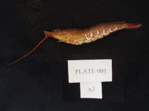  (Sicyonia ingentis - MTI-SCCWRP-00003)  @11 [ ] CreativeCommons - Attribution Non-Commercial Share-Alike (2009) Cheryl A. Brantley Los Angeles County Sanitation District