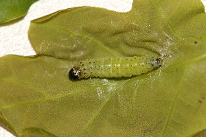  ( - LC01685)  @11 [ ] CreativeCommons  Attribution Share-Alike (2019) M. Volf German Centre for Integrative Biodiversity Research (iDiv) Halle-Jena-Leipzig