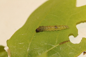  ( - LC01899)  @11 [ ] CreativeCommons  Attribution Share-Alike (2019) M. Volf German Centre for Integrative Biodiversity Research (iDiv) Halle-Jena-Leipzig