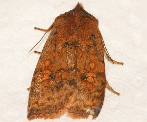  ( - AVBC 022-10)  @12 [ ] CreativeCommons - Attribution (2010) CBG Photography Group Centre for Biodiversity Genomics