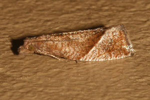  ( - AVBC 1186-11)  @12 [ ] CreativeCommons - Attribution (2011) CBG Photography Group Centre for Biodiversity Genomics