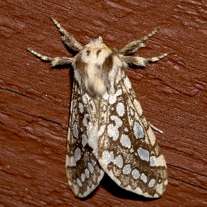  ( - AVBC 387-10)  @12 [ ] CreativeCommons - Attribution (2010) CBG Photography Group Centre for Biodiversity Genomics