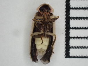  (Photinus floridanus - GADNR-PNWR-PHOTIN-2024-01)  @11 [ ] CreativeCommons  Attribution Non-Commercial (by-nc) (2024) The Xerces Society The Xerces Society