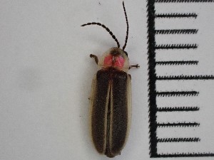  (Photinus acuminatus - XS-TRSP-PHOACU-2024-01)  @11 [ ] CreativeCommons  Attribution Non-Commercial (by-nc) (2024) The Xerces Society The Xerces Society