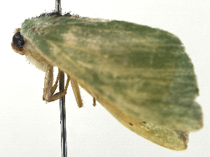  ( - ONP25-02-G02)  @11 [ ] CreativeCommons - Attribution Share Alike (2025) CBG Photography Group Centre for Biodiversity Genomics