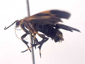  ( - ONP25-07-H08)  @11 [ ] CreativeCommons - Attribution Share Alike (2025) CBG Photography Group Centre for Biodiversity Genomics
